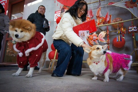 中國寵物消費市場突破1.4兆元 毛孩過年花樣多