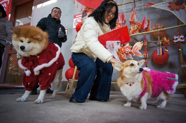 中國寵物消費市場突破1.4兆元  毛孩過年花樣多 | 華視新聞