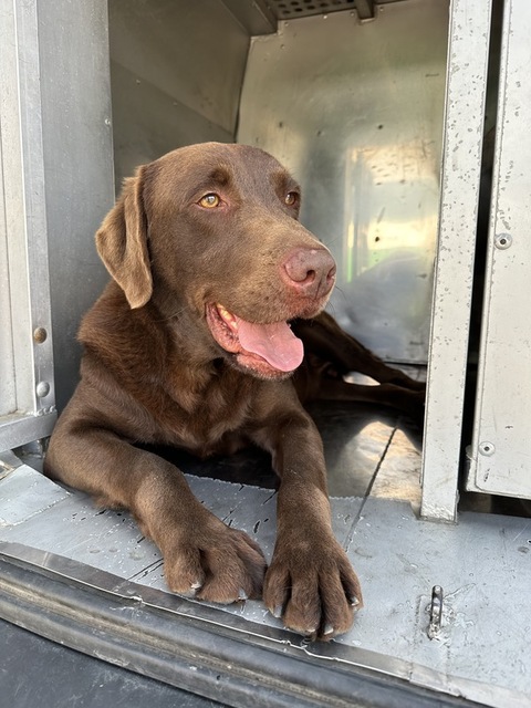 幼訓到一線尖兵 台美基因結晶緝毒犬Rafa破大案獲表揚