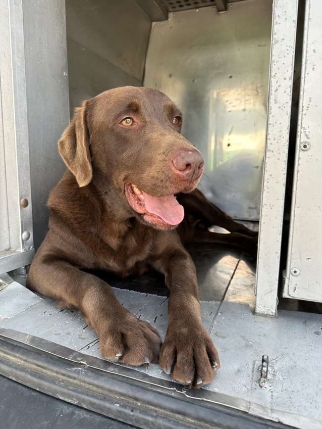 幼訓到一線尖兵　台美基因結晶緝毒犬Rafa破大案獲表揚 | 華視新聞