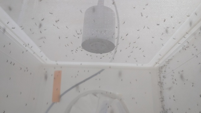 養萬隻蚊、藏15萬標本  開箱疾管署病媒實驗室 | 華視新聞