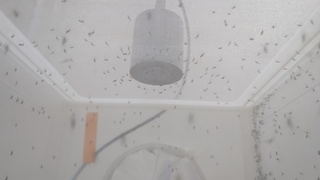 養萬隻蚊、藏15萬標本  開箱疾管署病媒實驗室