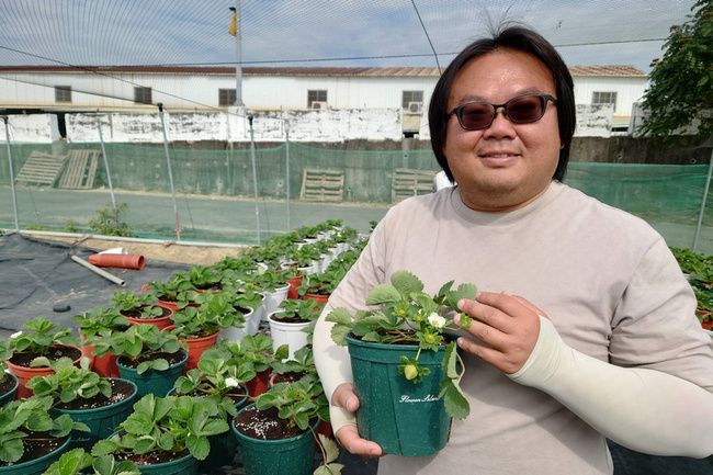 學電機出身的草莓農　張清文返鄉田園築夢 | 華視新聞