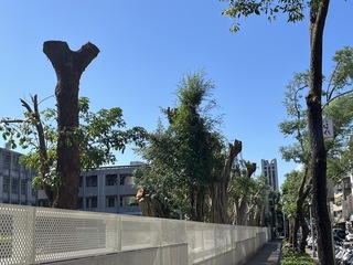 蓋光電板風雨操場影響校樹　北市要學校恪守規範