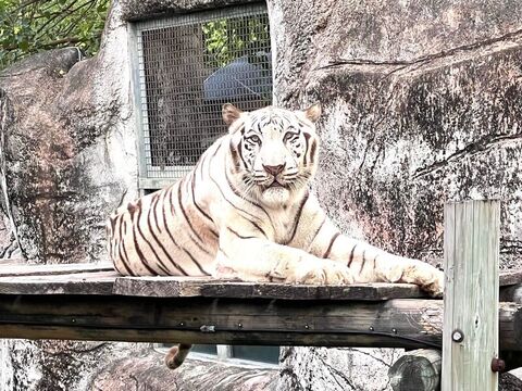 高雄壽山動物園白老虎「昭海」　高齡19歲離世