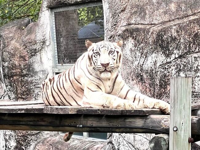 高雄壽山動物園白老虎「昭海」　高齡19歲離世 | 華視新聞