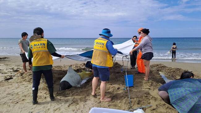 小虎鯨擱淺屏東沙灘　7隻獲救將由漁船載運野放 | 華視新聞