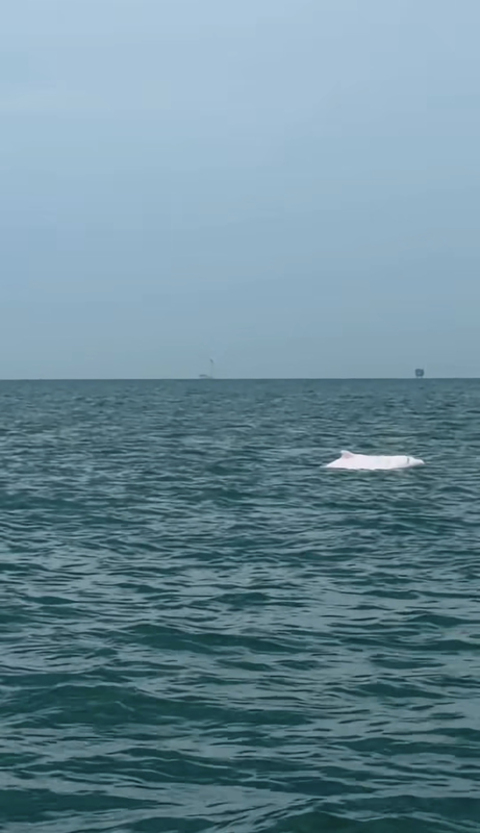 彰化鹿港外海白海豚現蹤　網友驚喜直呼好幸運