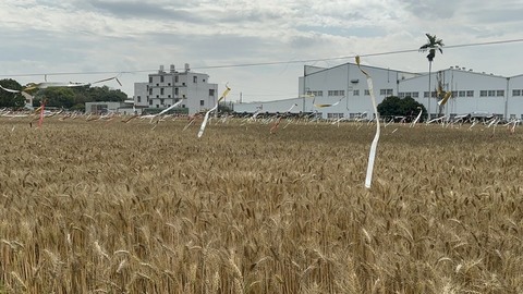 台中大雅小麥產業文化節  麥穗蹦馬戲3/7登場