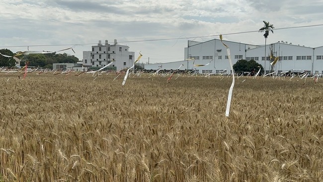 台中大雅小麥產業文化節  麥穗蹦馬戲3/7登場 | 華視新聞