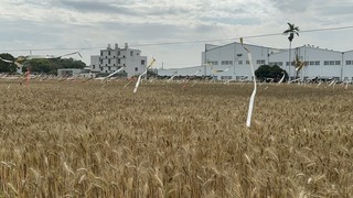 台中大雅小麥產業文化節  麥穗蹦馬戲3/7登場
