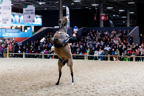 法國也瘋「火馬年」  黑騎士馬術團現身巴黎農業大展