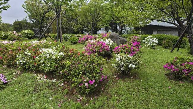 議員憂陽明山杜鵑花量減　北市府：山區花期較晚 | 華視新聞