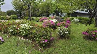 議員憂陽明山杜鵑花量減　北市府：山區花期較晚