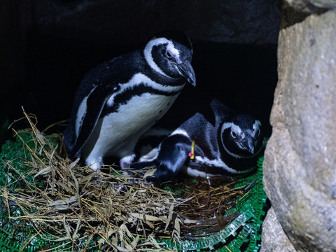 台中海洋館企鵝成家後下蛋  檢測是否受精