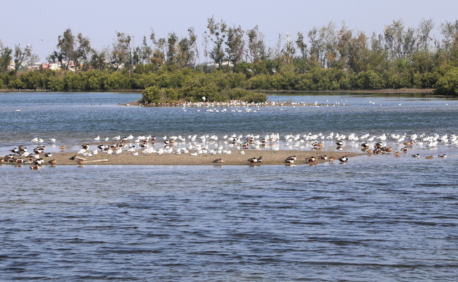 冬春之際千羽壯觀　布袋濕地候鳥賞鳥季至4月 | 華視新聞
