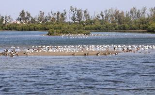 冬春之際千羽壯觀　布袋濕地候鳥賞鳥季至4月