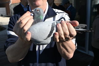 比利時賽鴿年產值破億歐元　名鴿拍賣創天價紀錄