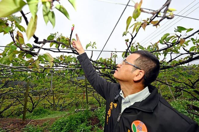 低溫雨少梨穗枯萎嚴重　苗縣爭取天然災害救助 | 華視新聞