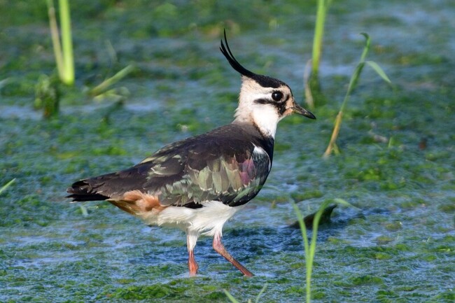 桃園冬季埤塘鳥類普查　鸕鶿數量破3000隻 | 華視新聞