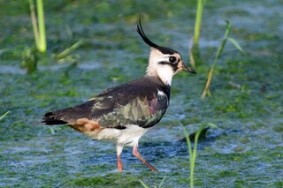 桃園冬季埤塘鳥類普查　鸕鶿數量破3000隻