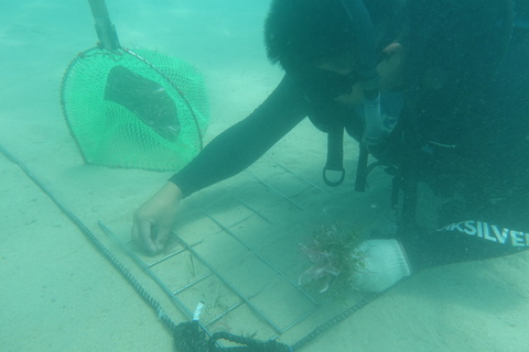 復育儲碳高手海草　摸索10多年挑戰種回海底草原