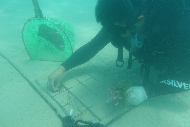 復育儲碳高手海草　摸索10多年挑戰種回海底草原 | 華視新聞
