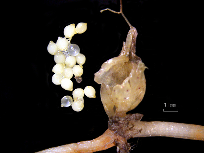 台灣1/3海草床消失　無性繁殖之外更待播種復育 | 華視新聞