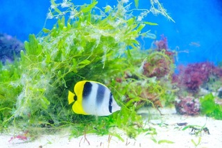 從水族館到潮間帶  復育環教結合體驗海草農夫