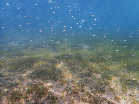 淨零排放藍碳不可缺　實際應用仍欠驗證制度