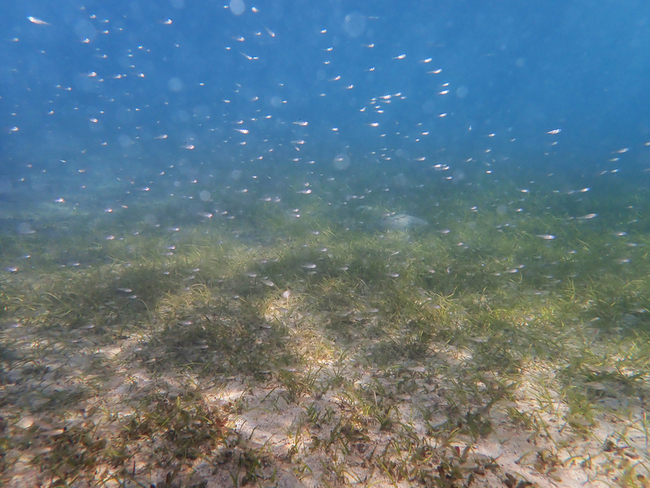 淨零排放藍碳不可缺　實際應用仍欠驗證制度 | 華視新聞