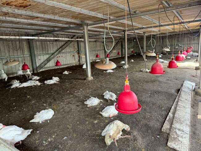 雲林水林鵝場確診禽流感　撲殺883隻全面清消 | 華視新聞