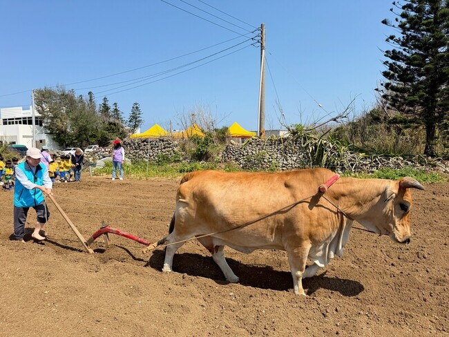 黃牛犁田種花生再現 澎湖湖西食農教育扎根幼兒園童 | 華視新聞