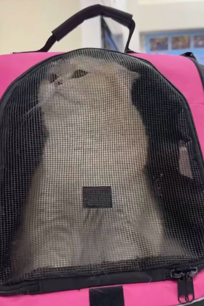 桃園男疑虐貓遭肉搜報警　動保處將依法裁處 | 華視新聞