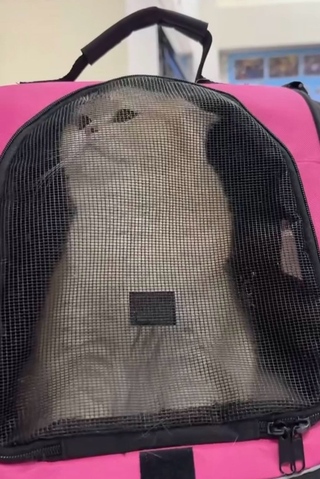 桃園男疑虐貓遭肉搜報警　動保處將依法裁處