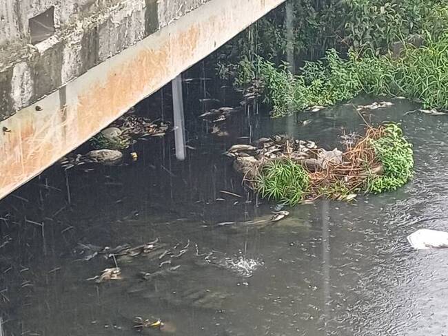 台南永康區蜈蜞潭中排現大量魚屍　初判缺氧死亡 | 華視新聞