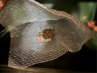 新北老兵妻整理舊物驚見手榴彈　軍方：仿真品