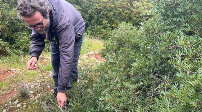 義大利薩倫托「採食文化」獨特　野蔬、小蝸牛入菜 | 華視新聞