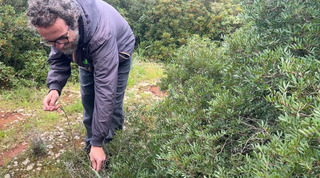義大利薩倫托「採食文化」獨特　野蔬、小蝸牛入菜