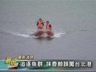 追逐魚群 抹香鯨誤闖台北港