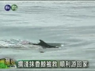 擱淺抹香鯨被救順利游回家