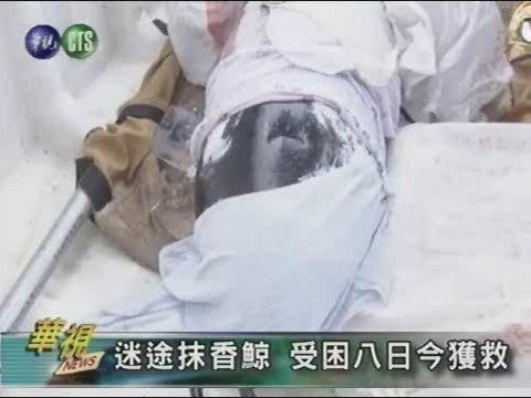 迷途抹香鯨 受困八日今獲救 | 華視新聞