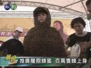 推廣龍眼蜂蜜 百萬隻蜂上身