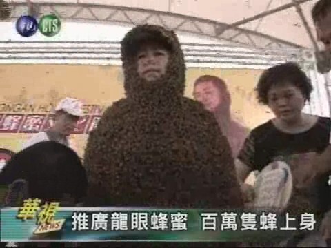 推廣龍眼蜂蜜 百萬隻蜂上身 | 華視新聞