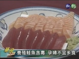 養殖鮭魚含毒 孕婦不宜多食