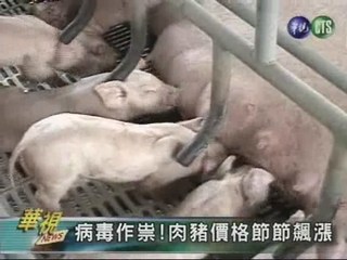 病毒作祟!肉豬價格節節飆漲