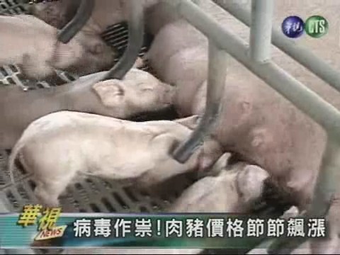 病毒作祟!肉豬價格節節飆漲 | 華視新聞