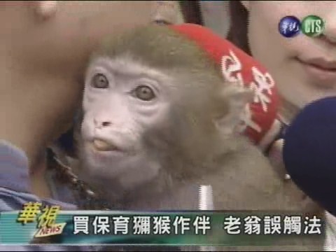 買保育獼猴作伴老翁誤觸法 | 華視新聞