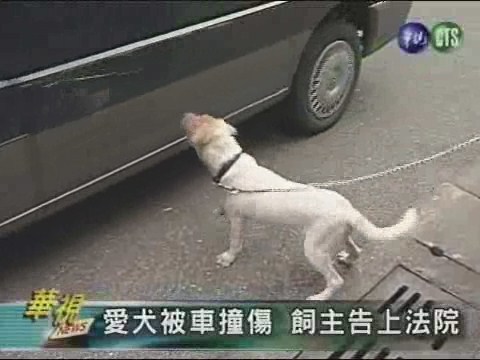 愛犬被車撞傷 飼主告上法院 | 華視新聞