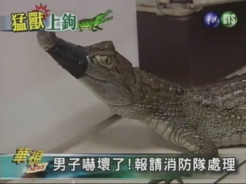 池塘釣魚 一公尺鱷魚竟上鉤 | 華視新聞
